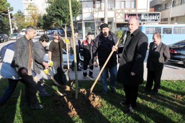 Yalova’da kavşak için kesilen ağaçlar muhtaçlara yakacak verilecek (2)