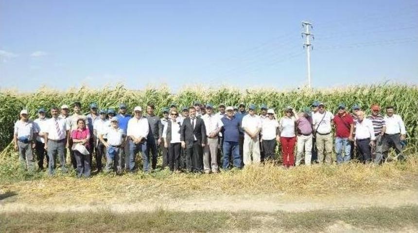 İn&ouml;n&uuml;&rsquo;de Mısır Tarla G&uuml;n&uuml;