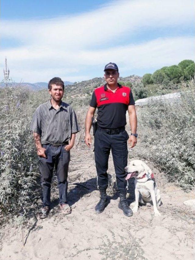 İz Takip K&ouml;peği Cevher&rsquo;in B&uuml;y&uuml;k Başarısı 1