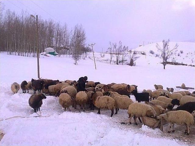 Hakkari’de Dereler Buz Bağladı