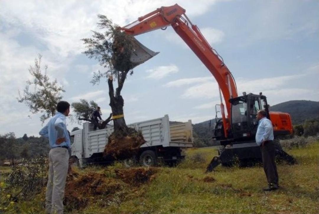 (&ouml;zel Haber) Kesilmesi Gereken Ağa&ccedil;lara Yeniden Hayat Veriyorlar