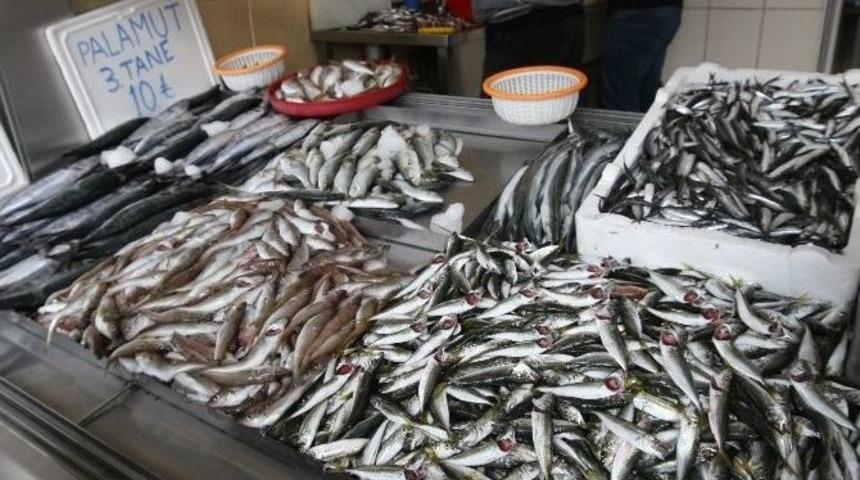 Hamsi Fiyatını Kendi Belirliyor