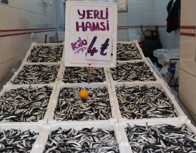 Hamsi Fiyatını Kendi Belirliyor