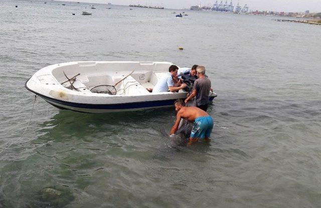 (özel Haber) Avcılar Açıklarında Yaralı Yunus Alarmı