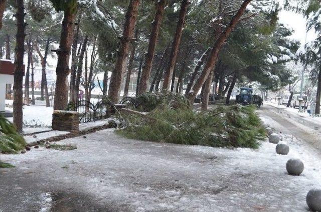 Kula’da Yoğun Kar Yağışı Ağaçları Devirdi