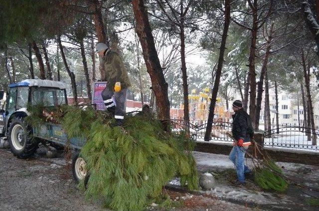 Kula’da Yoğun Kar Yağışı Ağaçları Devirdi