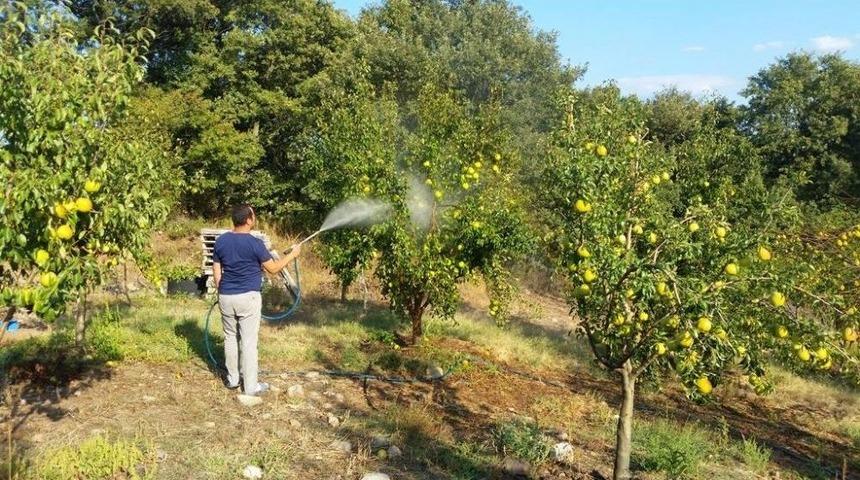 (&ouml;zel Haber) Zararlı B&ouml;ceklere Karşı Armut Ağa&ccedil;larını T&uuml;t&uuml;n Suyu İle Koruyor