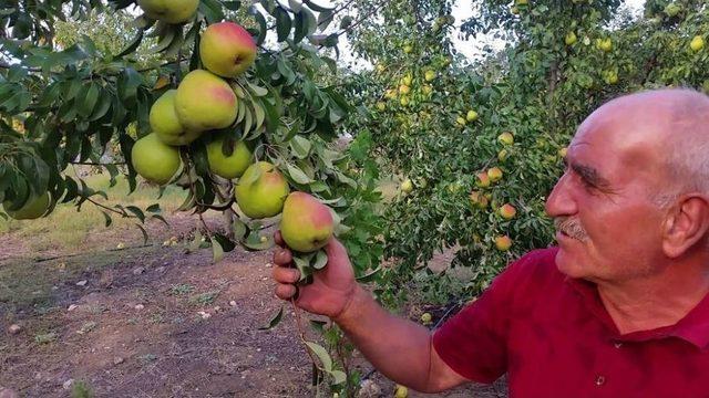 (özel Haber) Zararlı Böceklere Karşı Armut Ağaçlarını Tütün Suyu İle Koruyor