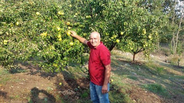 (özel Haber) Zararlı Böceklere Karşı Armut Ağaçlarını Tütün Suyu İle Koruyor