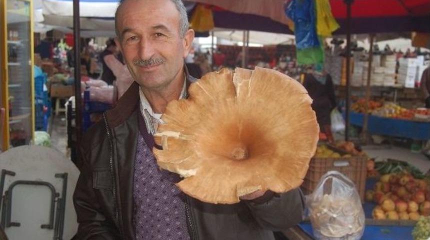 Dev Mantar G&ouml;renleri Şaşırttı