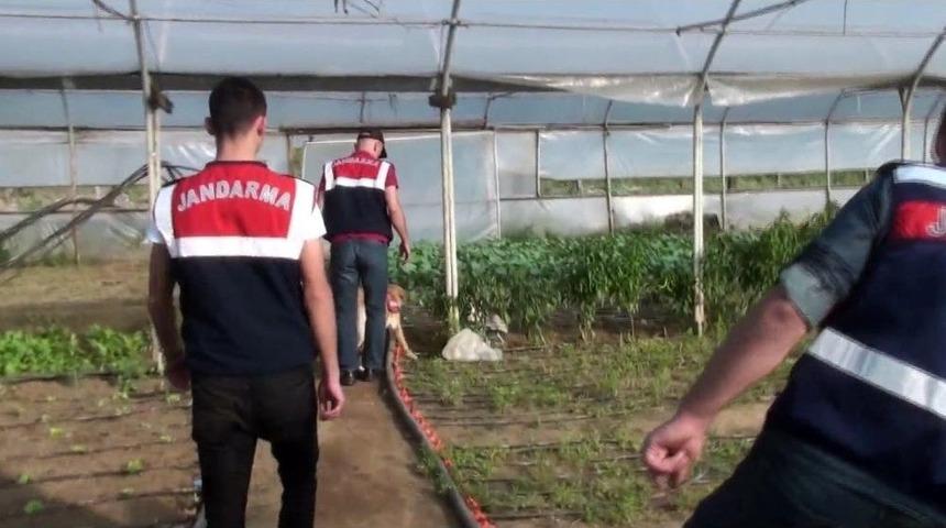 Organik Tarım Adı Altında Hint Keneviri Yetiştiren 2 Kişi Yakalandı
