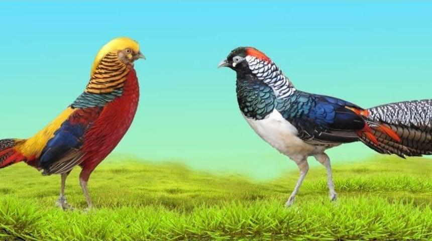 Trabzon&rsquo;da Uluslararası S&uuml;s Tavukları Fuarı D&uuml;zenlenecek