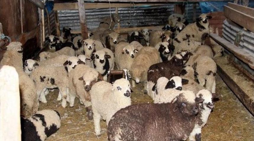 Kar En Fazla &Ccedil;obanları Etkiledi