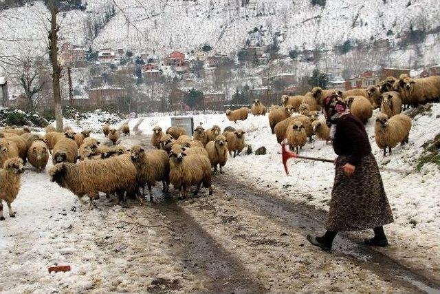 Kar En Fazla Çobanları Etkiledi