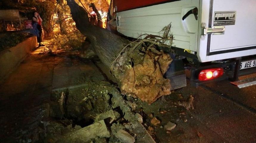 Başkent&rsquo;te Faciadan D&ouml;n&uuml;ld&uuml;: K&ouml;k&uuml;nden Kopan Dev Ağa&ccedil; Yola Devrildi