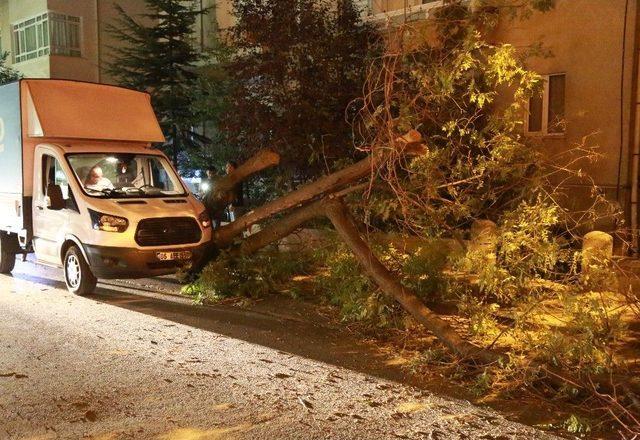 Başkent’te Faciadan Dönüldü: Kökünden Kopan Dev Ağaç Yola Devrildi