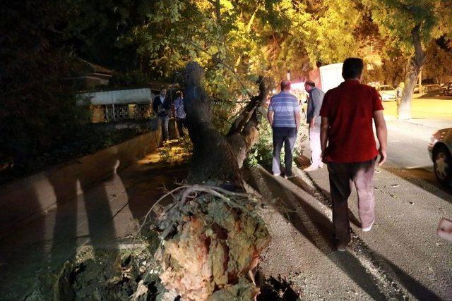 Başkent’te Faciadan Dönüldü: Kökünden Kopan Dev Ağaç Yola Devrildi