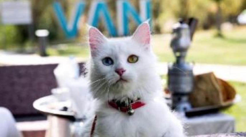 Van Depreminin Yıl D&ouml;n&uuml;m&uuml;nde 'van Ekonomi Zirvesi' Yapılacak