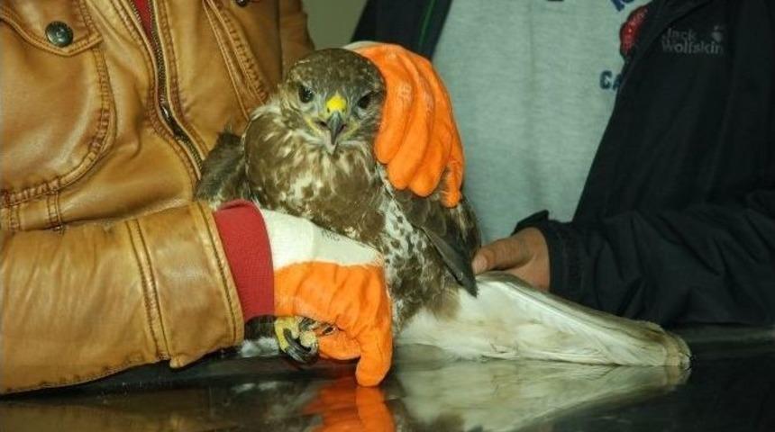 (&ouml;zel Haber) Kanadı Kırık Kızıl Şahin Koruma Altında