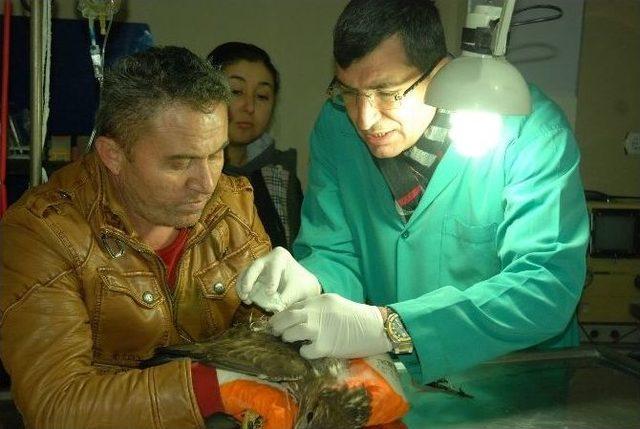 (&ouml;zel Haber) Kanadı Kırık Kızıl Şahin Koruma Altında 1