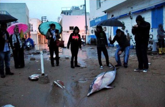 Bodrum'da Ölü Yunus Karaya Vurdu