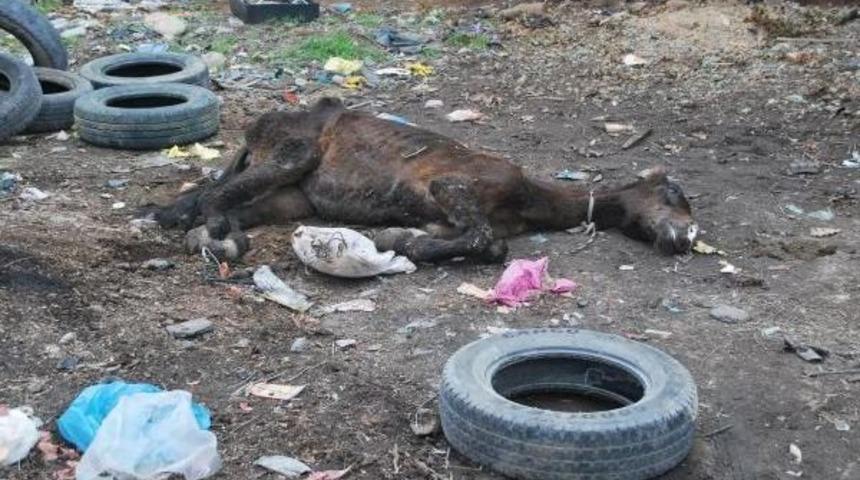 Atı &ouml;l&uuml;me terk ettiler
