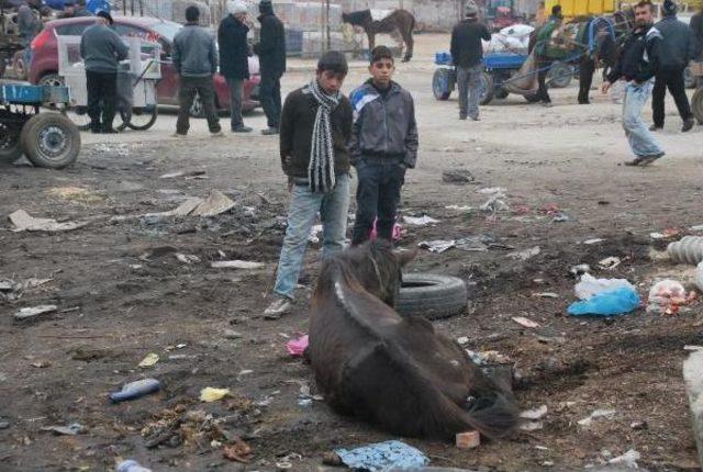 Atı ölüme terk ettiler