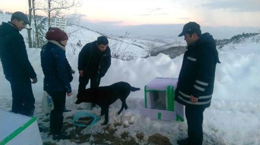 Zabıta&rsquo;dan Sokak Hayvanlarına Barınak