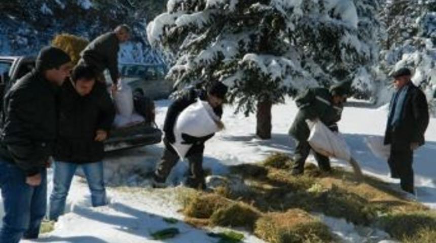 Ormancılar Yaban Hayvanlarını Besledi