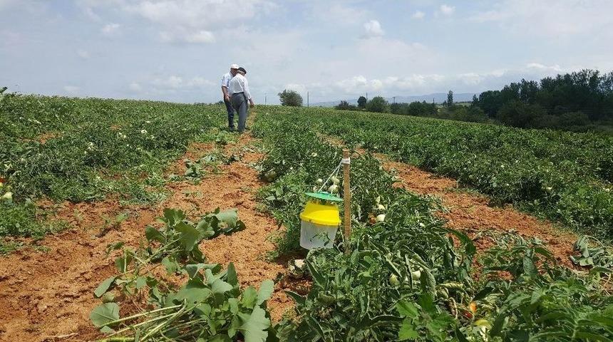Domates G&uuml;vesiyle Biyolojik M&uuml;cadele