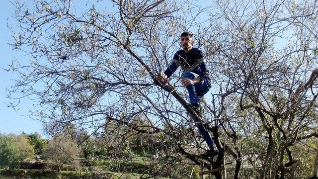 Aşeren Karısı İçin Ocak Ayında Dalında Çağla Topladı