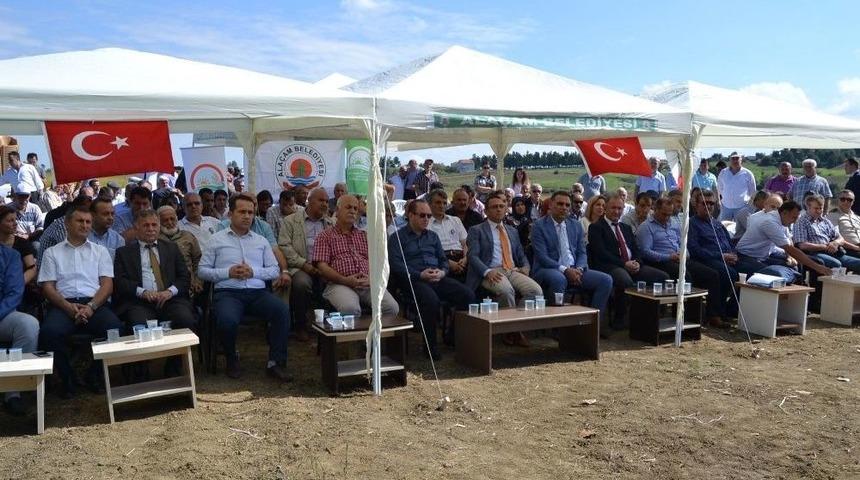Ala&ccedil;am&rsquo;da &Ccedil;eltik Hasat G&uuml;n&uuml;