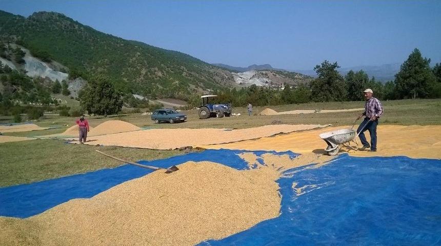 &Ccedil;eltik &Uuml;reticisi Tedirgin