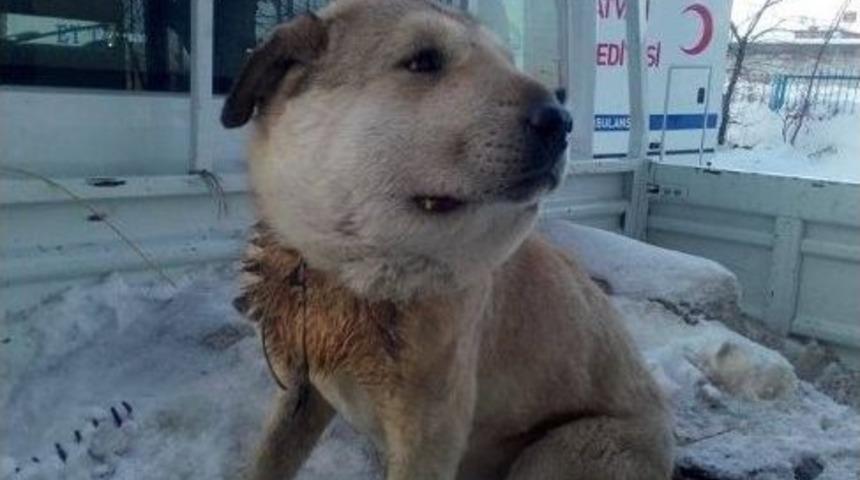 Yaralı K&ouml;pek Ameliyat Edildi