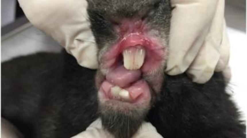 Beslenemeyen Tavşana Diş Tedavisi