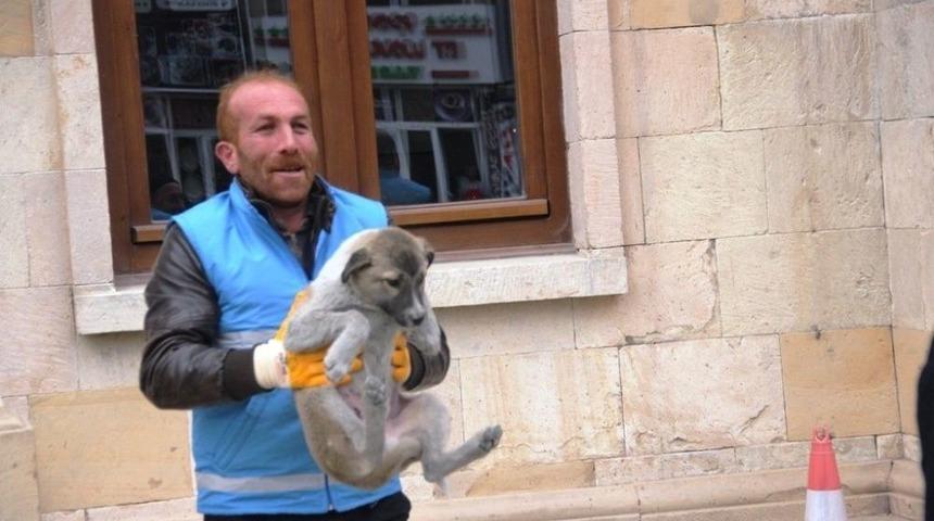 Bayburt&rsquo;ta Sokak Hayvanları Tedavi İ&ccedil;in Toplanıyor
