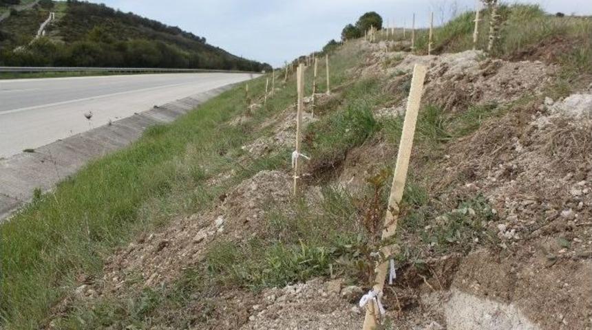 &Ccedil;eşme Otoyolu 100 Bin Fidanla Yemyeşil Olacak