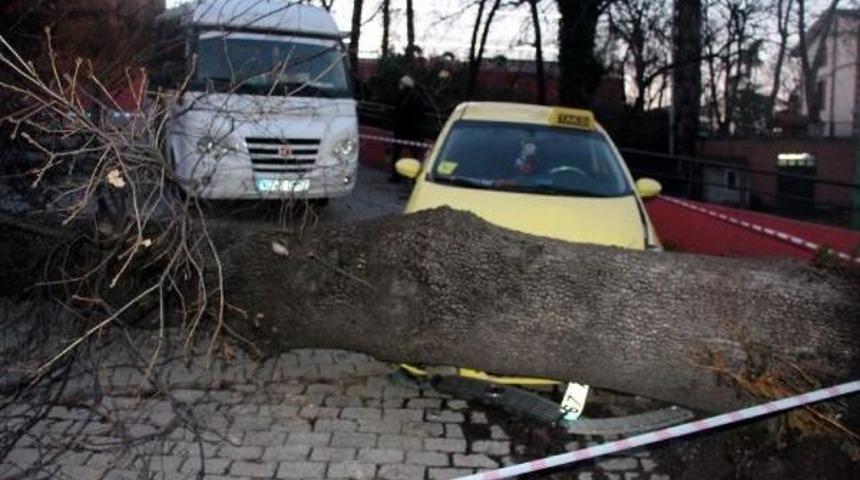 Devrilen Ağa&ccedil;, Taksi Ile Otomobilin &Uuml;zerine D&uuml;şt&uuml;