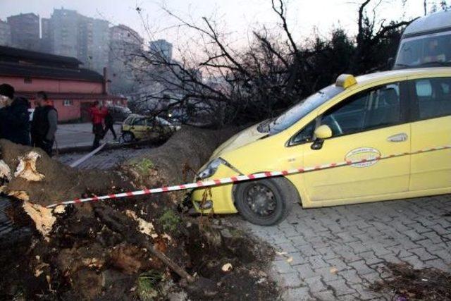 Devrilen Ağaç, Taksi Ile Otomobilin Üzerine Düştü