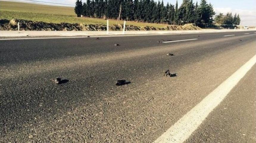 Sığırcıkların Hazin Sonu