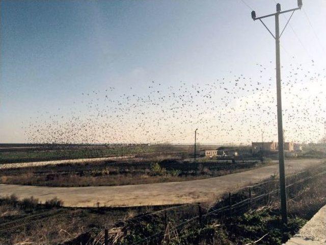 Sığırcıkların Hazin Sonu