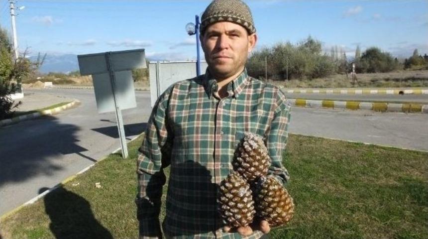 Burhaniye&rsquo;de Kozalak Hasadı Başladı