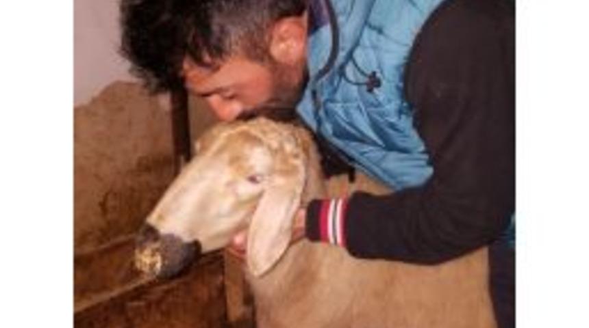 &Ouml;nce Jandarmaya, Sonra &Ccedil;alınan Koyunlarına Sarıldı