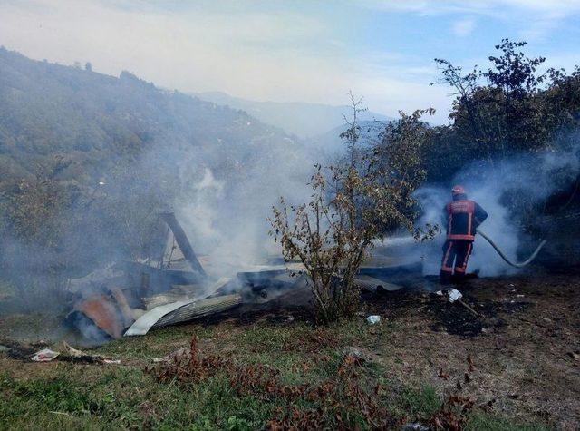 Fındık Bahçesinde Bulunan Baraka Yandı