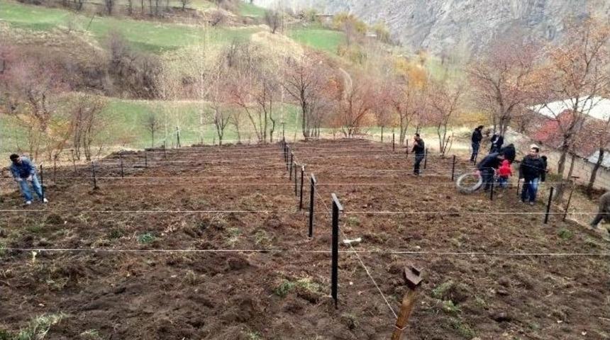 Hakk&acirc;ri&rsquo;de Y&uuml;ksek Telli Terbiye Sistemli Bağ Projesi