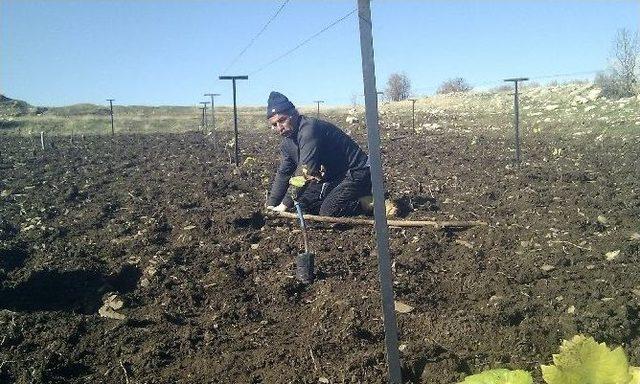 Hakkâri’de Yüksek Telli Terbiye Sistemli Bağ Projesi