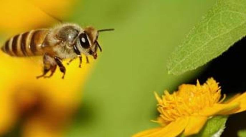 Arı zehri kanser hastalarının yeni umudu