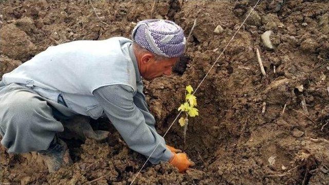 Hakkâri’de Yüksek Telli Terbiye Sistemli Bağ Projesi