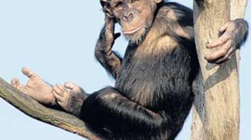 İlk insanlar ağaca neden tırmanamıyordu?