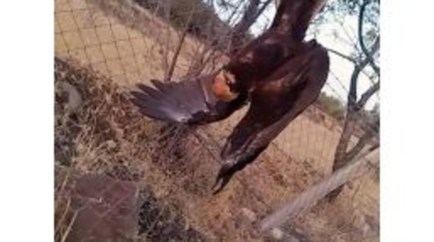 Ayaklarından Ağaca Bağlanan Şahin Kurtarıldı